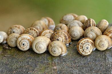 KK疯了！玩游戏就送KK专版特斯拉？   