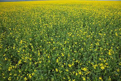 看破也可说破 美任前CEO雷吉坦言《宇宙机器人》踩了任天堂的场子