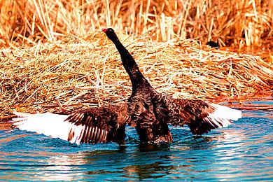 雅虎搜索大奖2022公布 《斯普拉遁3》登顶游戏部门